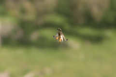 Falco cenchroides cenchroides