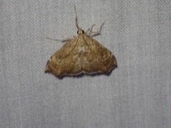 Scybalistodes periculosalis