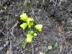 Mandragora caulescens