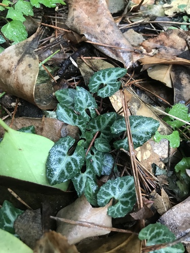 Delicate violet (Viola boissieuana)