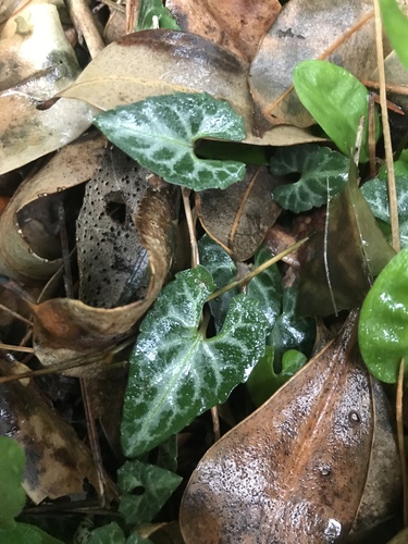 Image of Viola boissieuana by no rights reserved