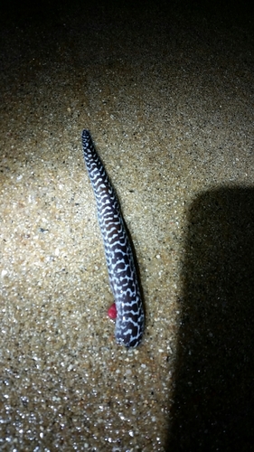 Moray eel