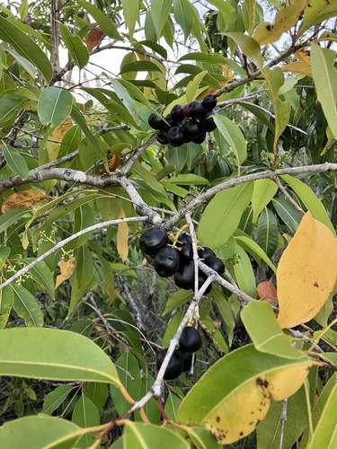 Syzygium cumini observed 2024-09-28