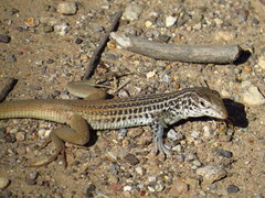 Aspidoscelis scalaris