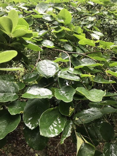 Image of Neoshirakia japonica by no rights reserved