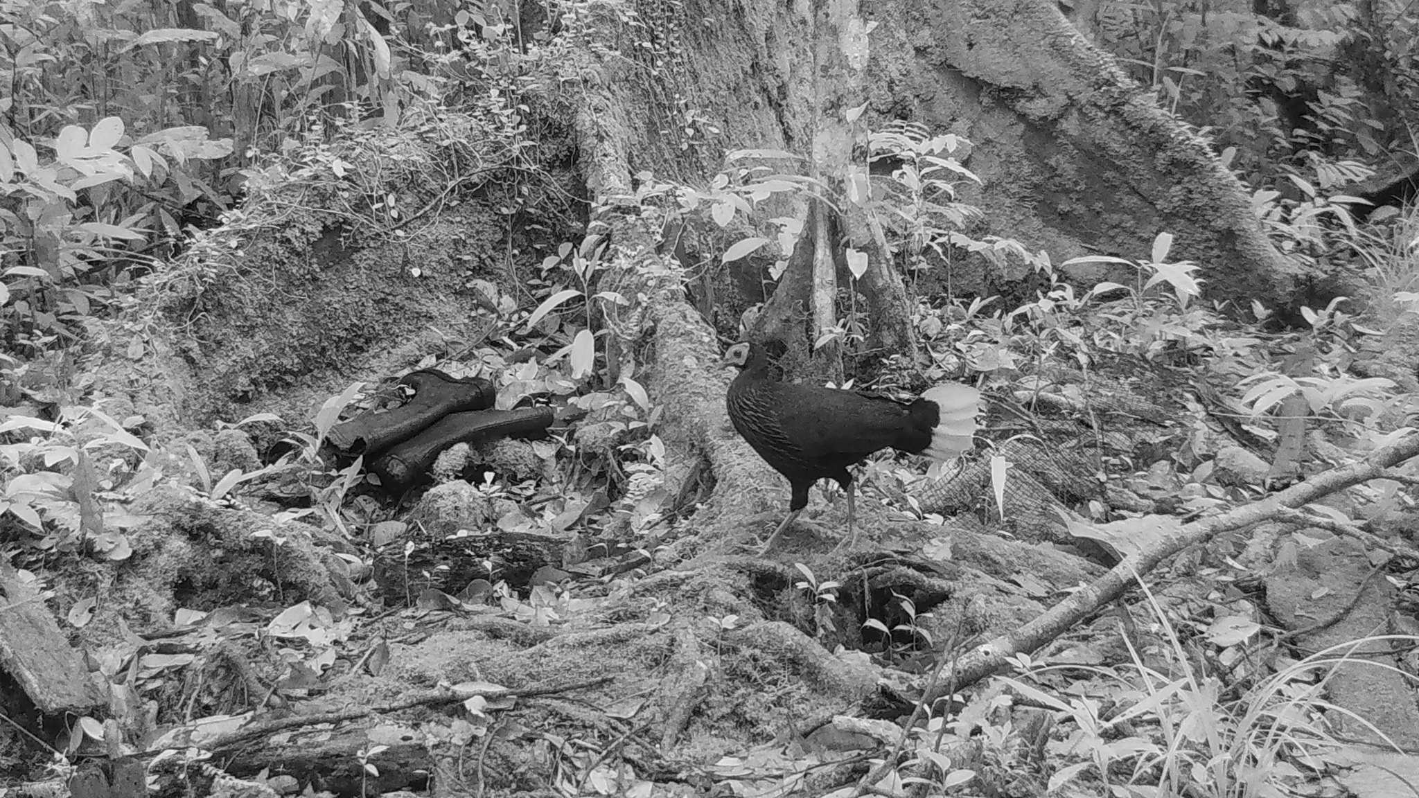 Malayan Crestless Fireback