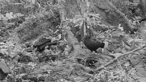 Bornean Crestless Fireback (Lophura pyronota), photo 10