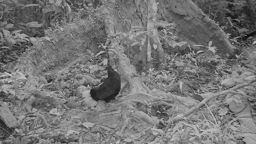Malayan Crestless Fireback (Lophura erythrophthalma), photo 6