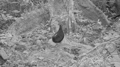 Malayan Crestless Fireback (Lophura erythrophthalma), photo 7