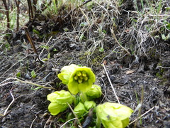 Mandragora caulescens