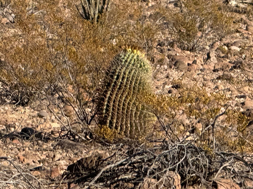 Grand Enchantment Trail Alternative 12