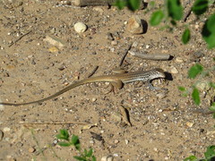 Aspidoscelis scalaris