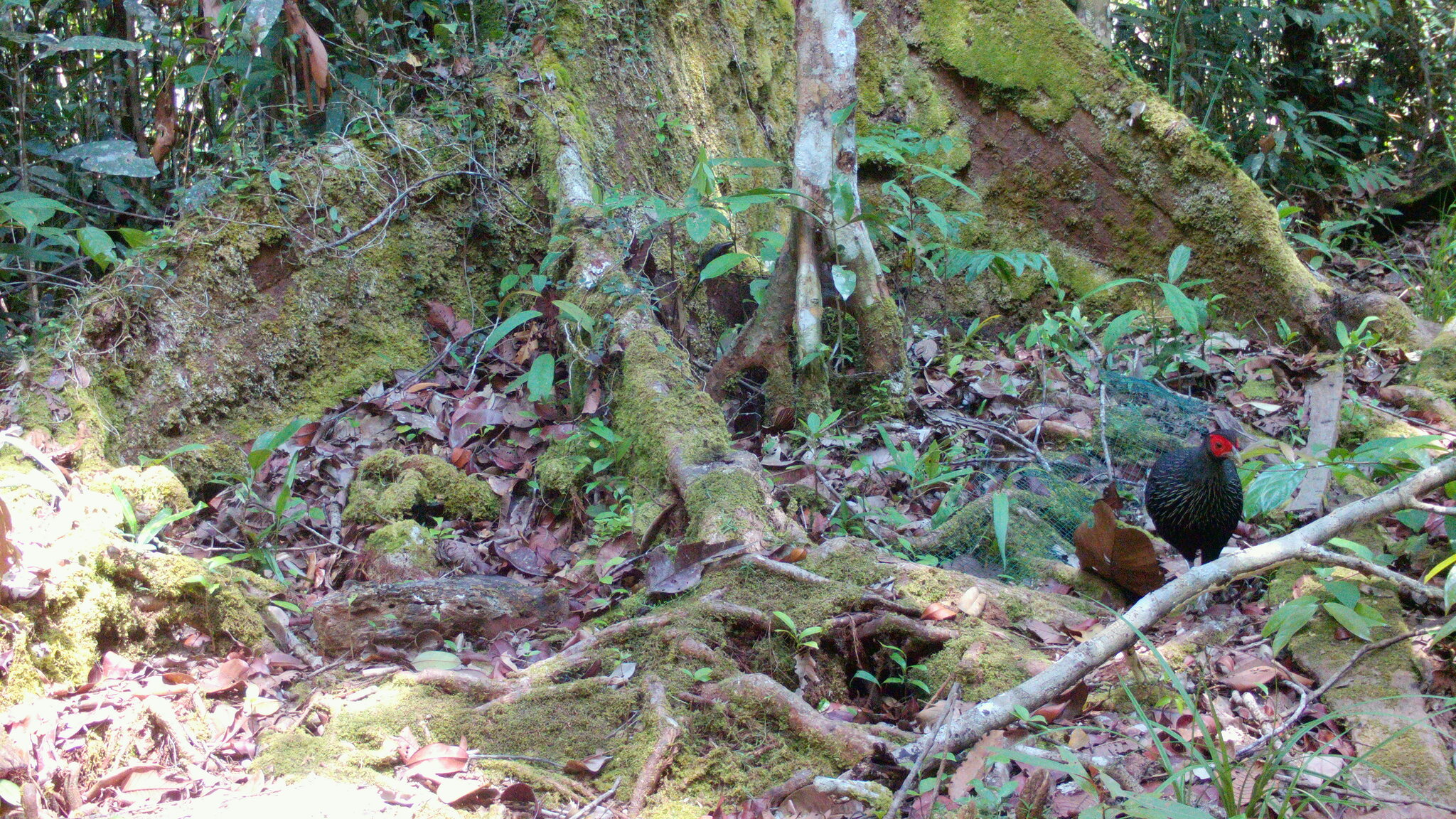 Malayan Crestless Fireback