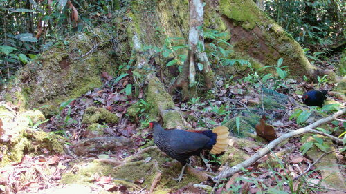Bornean Crestless Fireback (Lophura pyronota), photo 5