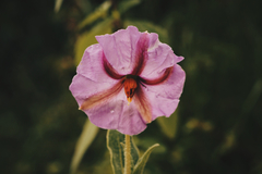 Lycianthes moziniana