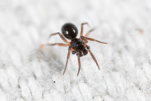 Tachygyna vancouverana