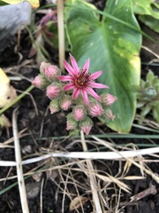 Sempervivum tectorum