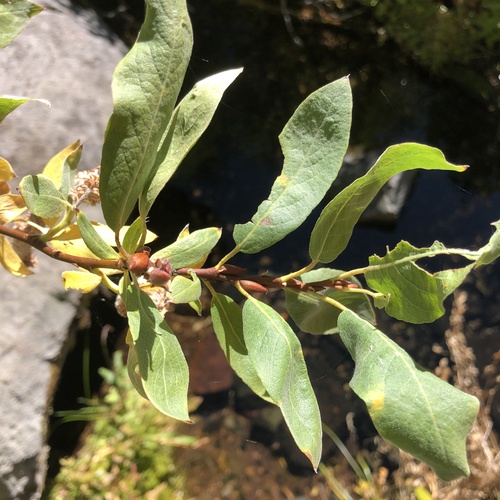 Sierra willow (Salix eastwoodiae)