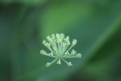 Smilax lasioneura