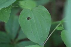 Smilax lasioneura