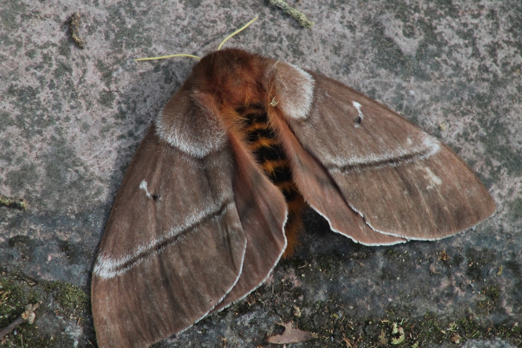 Periphoba rosacea