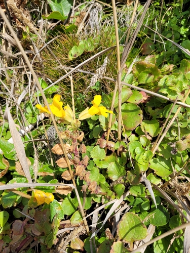 Image of Erythranthe grandis by no rights reserved