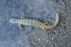 Elgaria multicarinata webbii