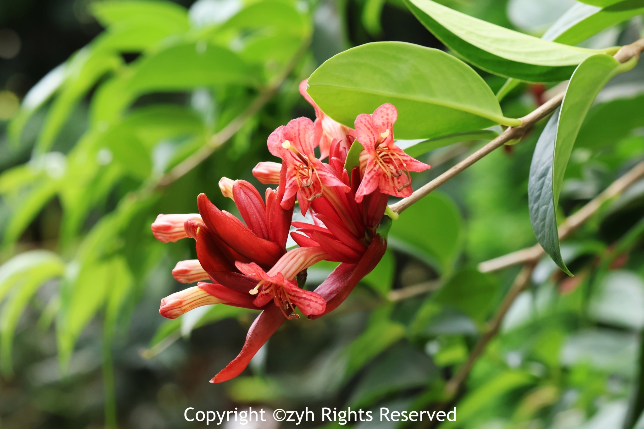 Aeschynanthus superbus