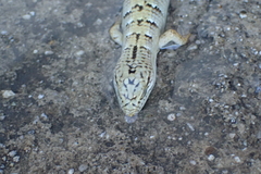 Elgaria multicarinata webbii