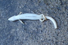 Elgaria multicarinata webbii