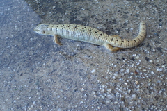 Elgaria multicarinata webbii