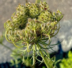 Daucus carota