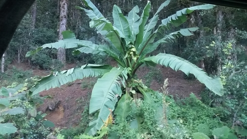 Abyssinian banana