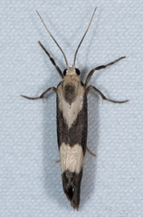 Cisthene faustinula