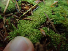 Fuscocephaloziopsis lunulifolia