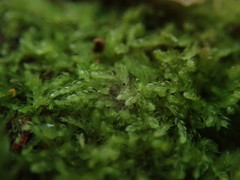Fuscocephaloziopsis lunulifolia
