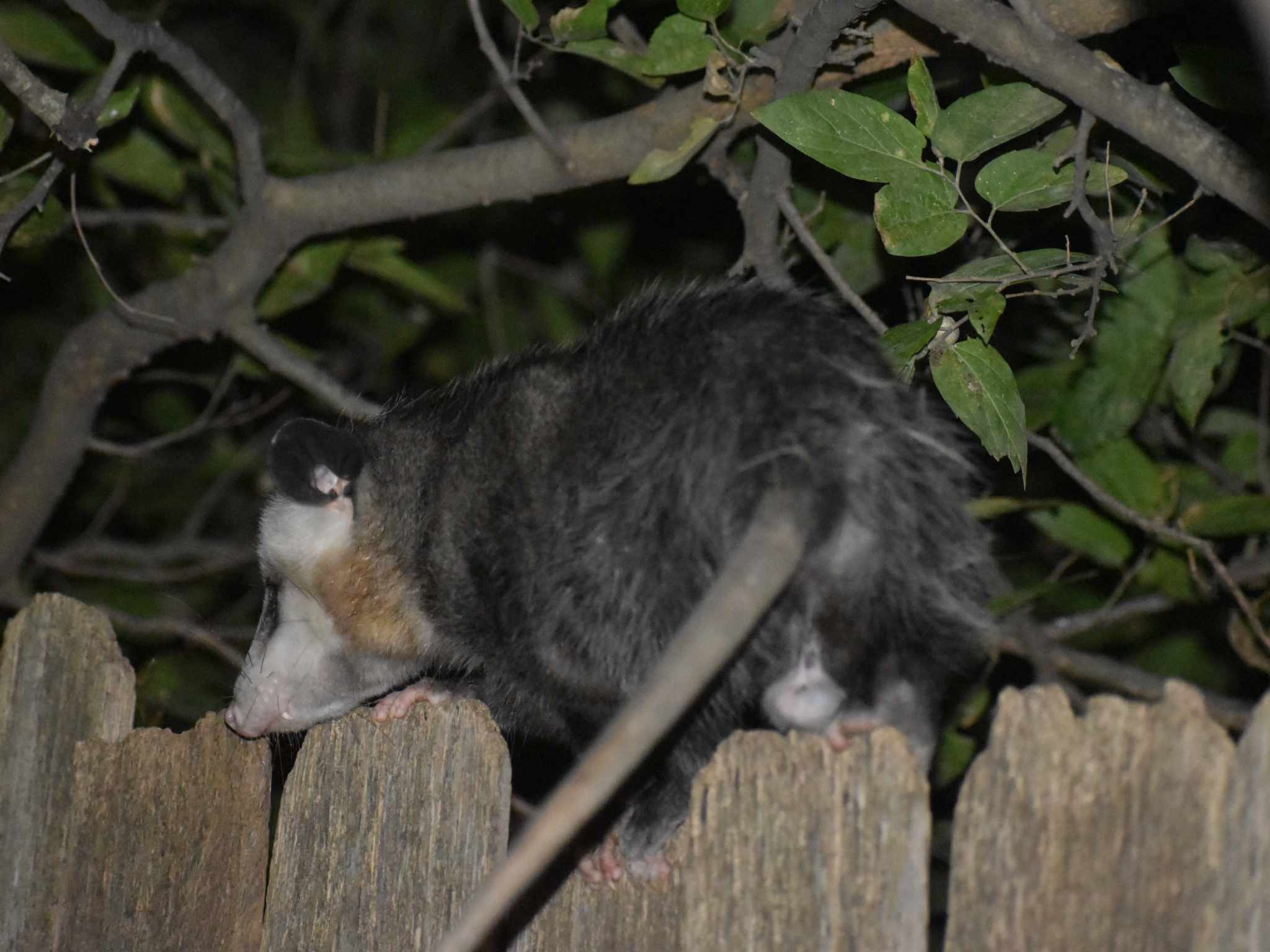 Didelphis virginiana<br>01 October, 2024