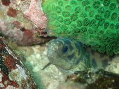 Gymnothorax reevesii