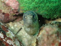 Gymnothorax reevesii