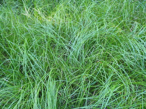 Image of Carex exsiccata by no rights reserved