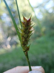 Carex exsiccata