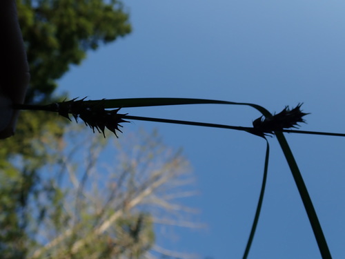 Image of Carex exsiccata by no rights reserved