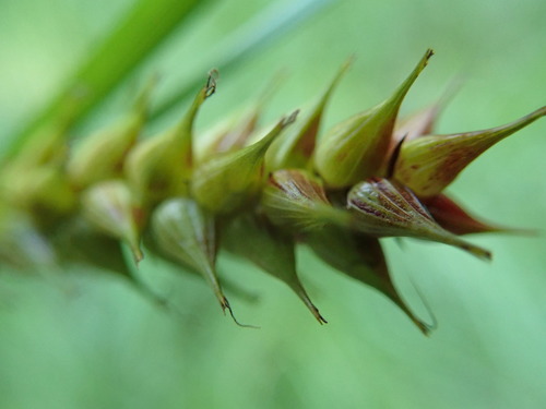 Image of Carex exsiccata by no rights reserved