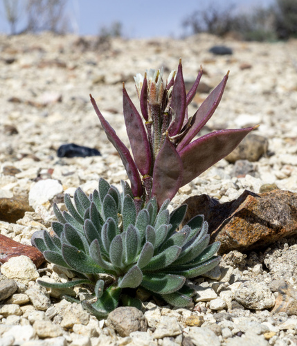 Daggerpod (Anelsonia eurycarpa)