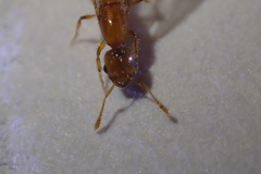Solenopsis molesta