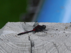 Leucorrhinia borealis