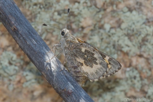 Poling's Giant-Skipper