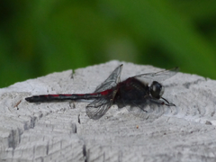 Leucorrhinia borealis