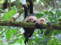 White-Headed Capuchin photo 5