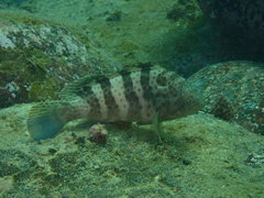 Epinephelus bleekeri